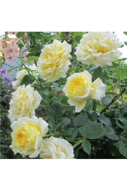 Троянда плетиста ‘Сірано де Бержерак’